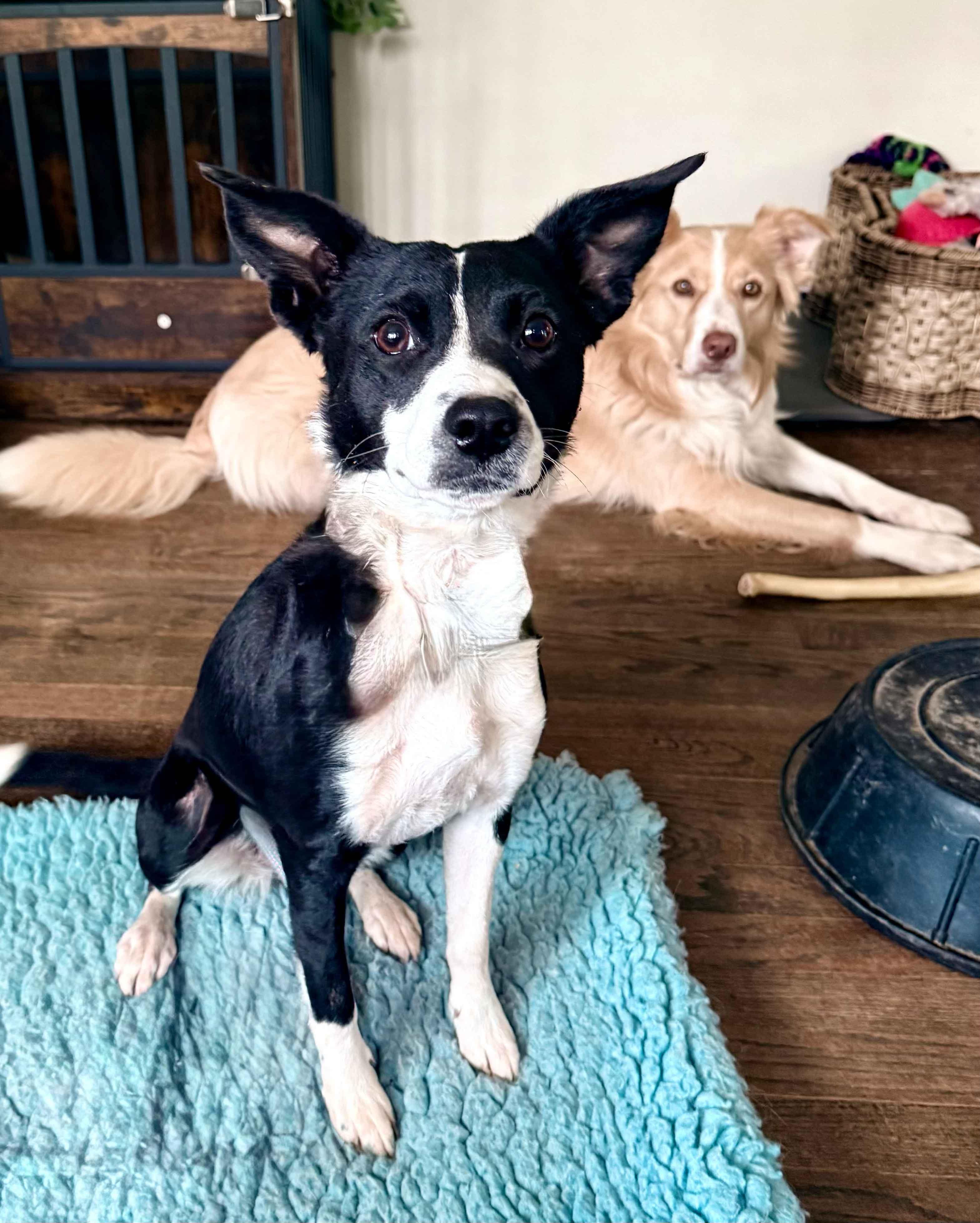 Radar, a ADOPTABLE mixed breed in La Plata, MD image 6/6