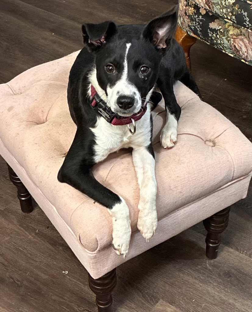 Radar, a ADOPTABLE mixed breed in La Plata, MD image 4/6