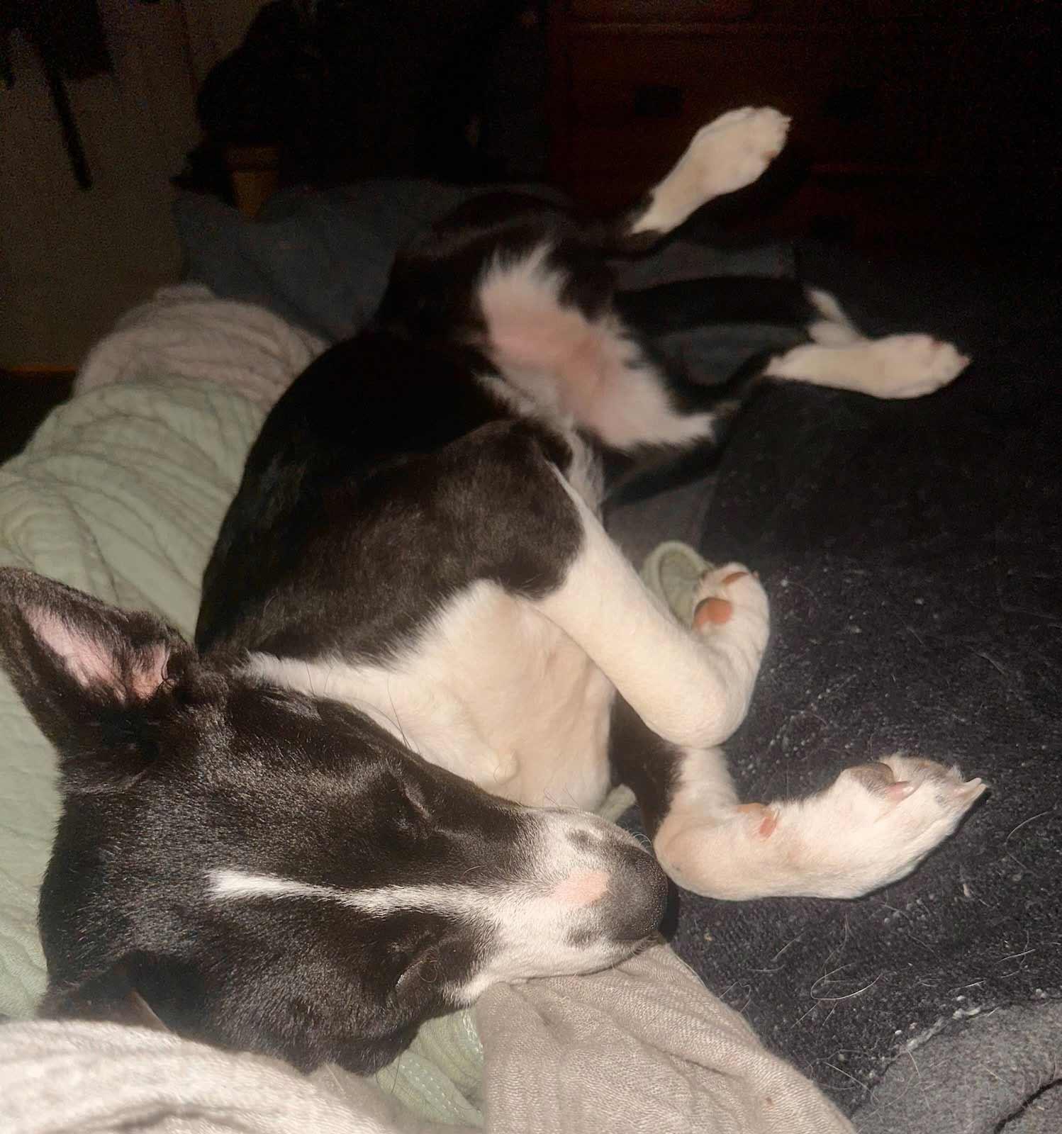 Radar, a ADOPTABLE mixed breed in La Plata, MD image 2/6