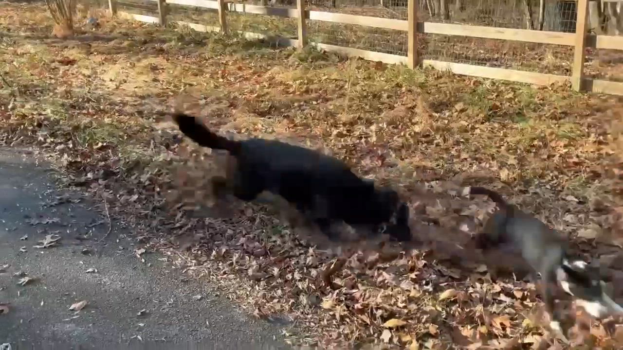 Enlarge Radar, a ADOPTABLE mixed breed in La Plata, MD video 5/6