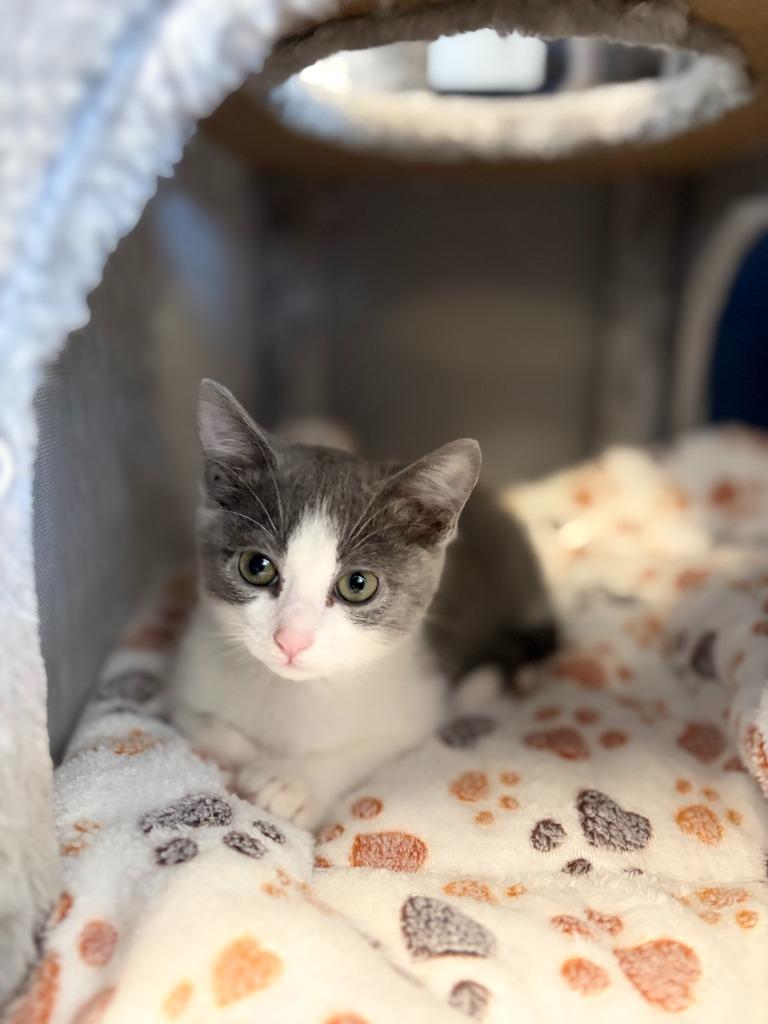 BADA BING, Adoptable, Kitten Male Domestic Short Hair.