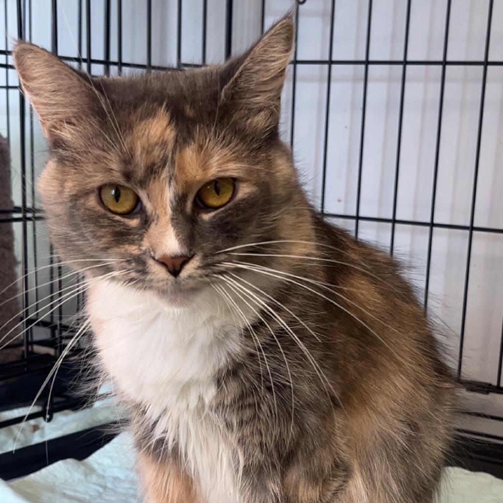 Enlarge Twix, a Adoptable Domestic Medium Hair in Wappingers Falls, NY image 1/2