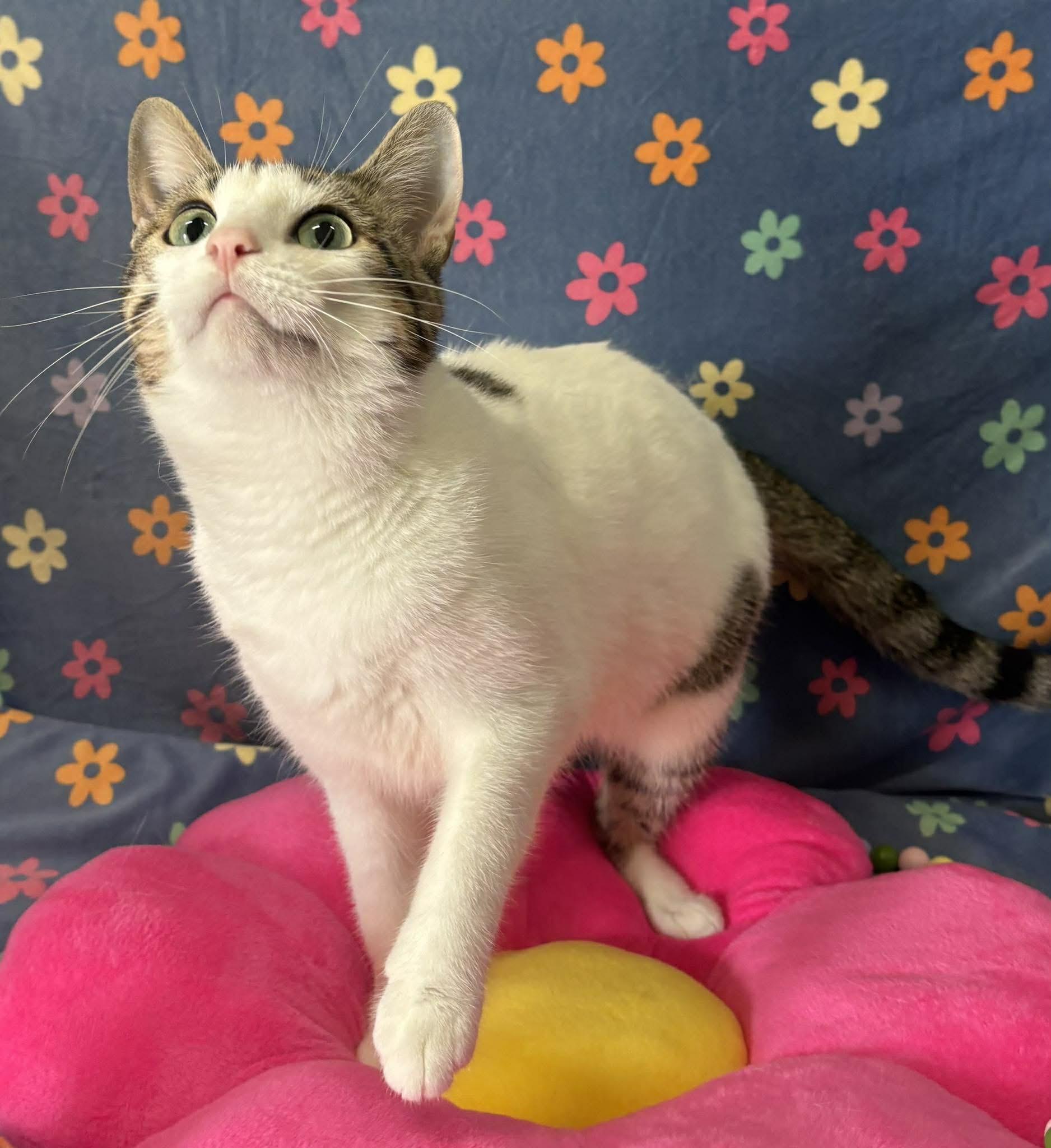 Enlarge SERENA, a Adoptable Domestic Short Hair in Tillsonburg, ON image 2/6