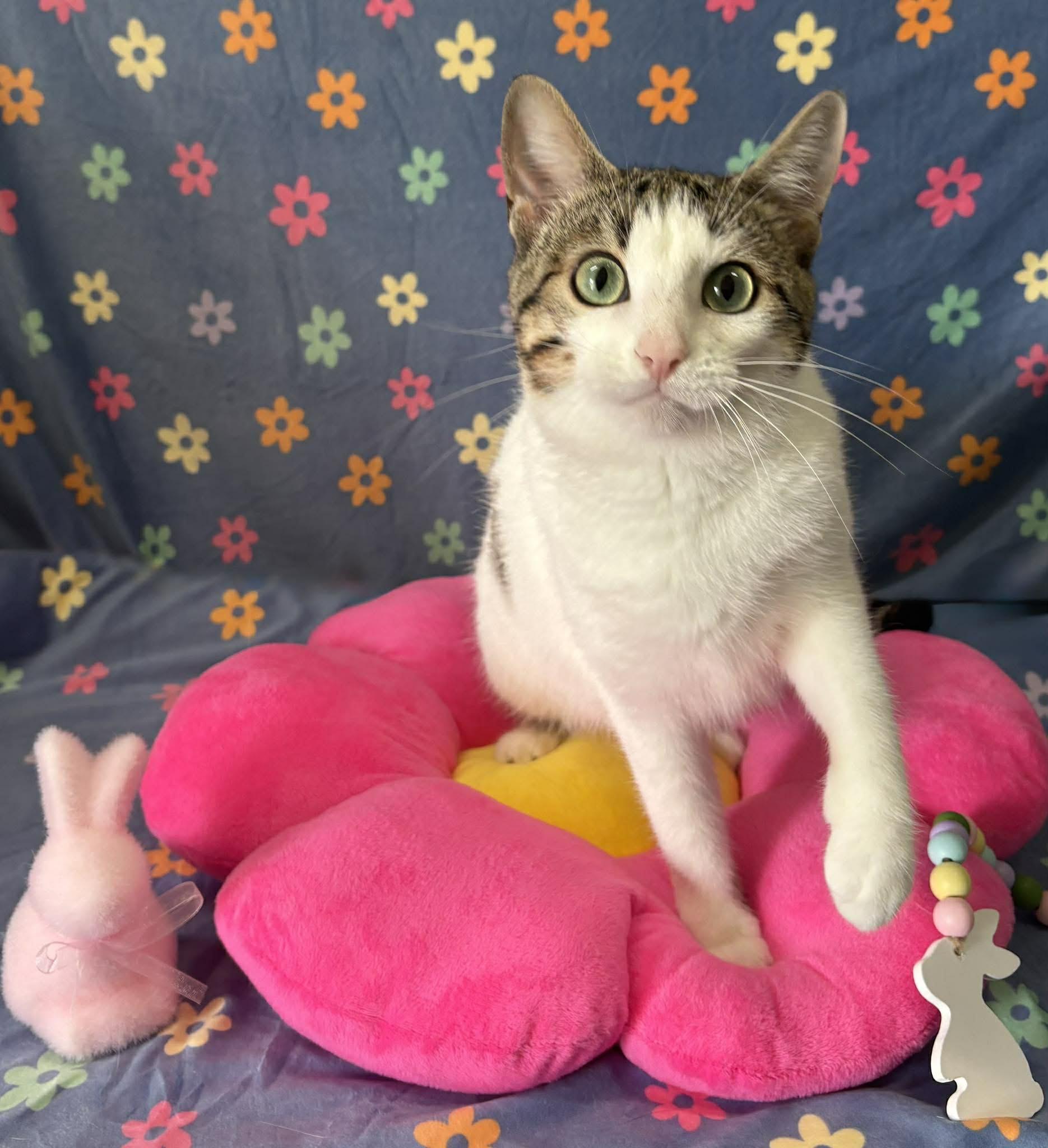 Enlarge SERENA, a Adoptable Domestic Short Hair in Tillsonburg, ON image 3/6