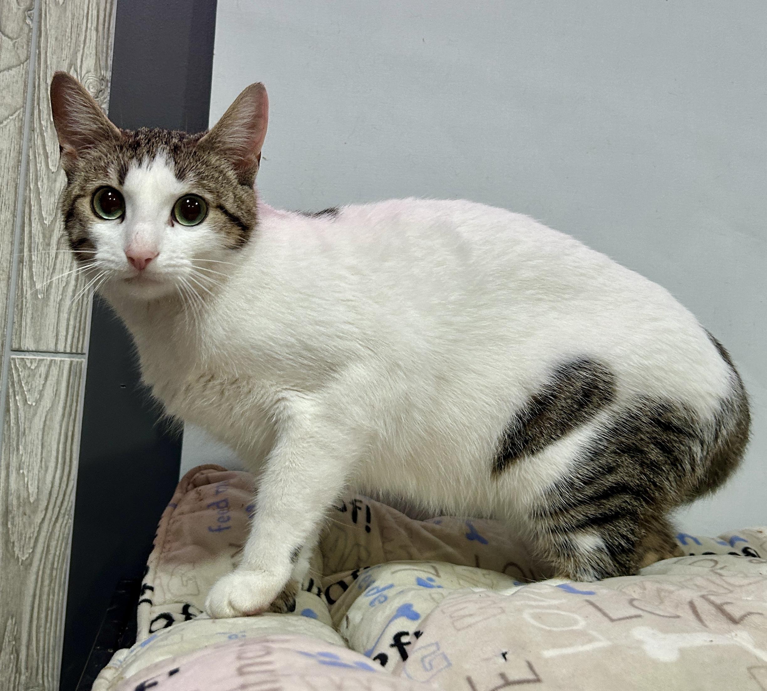 Enlarge SERENA, a Adoptable Domestic Short Hair in Tillsonburg, ON image 2/3