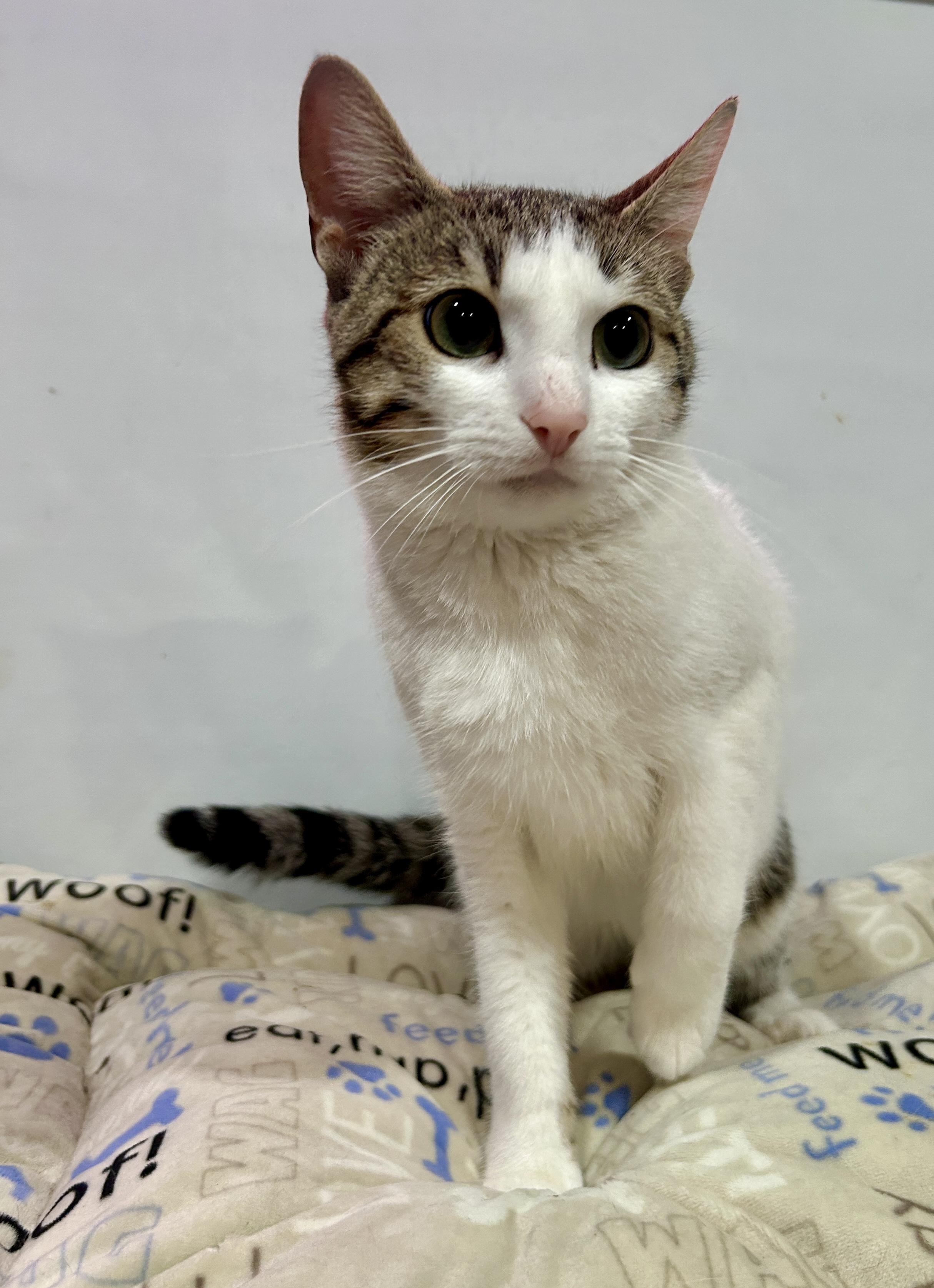 Enlarge SERENA, a Adoptable Domestic Short Hair in Tillsonburg, ON image 1/3