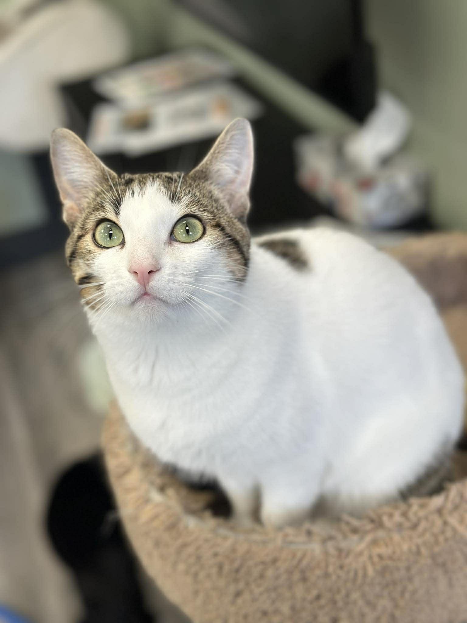 Enlarge SERENA, a Adoptable Domestic Short Hair in Tillsonburg, ON image 1/6