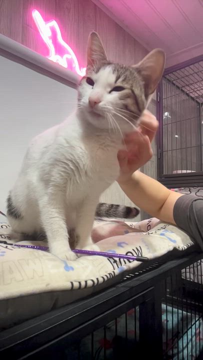 Enlarge SERENA, a Adoptable Domestic Short Hair in Tillsonburg, ON video 6/6