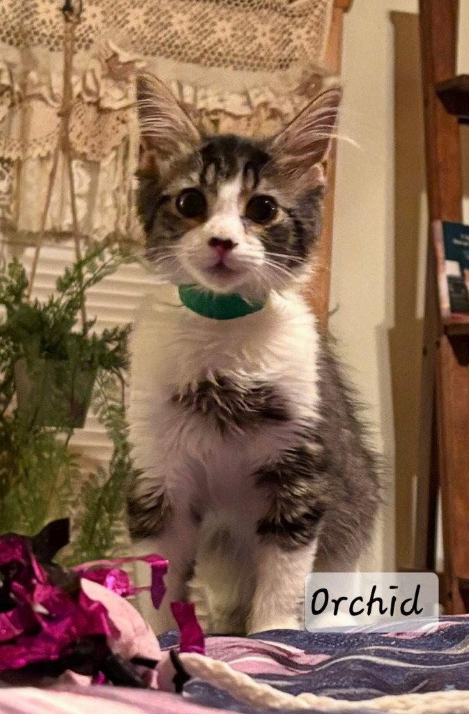 Orchid, Adoptable, Kitten Female Domestic Long Hair.