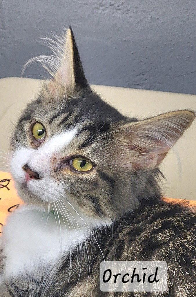 Orchid, a Adoptable Domestic Long Hair in Ellijay, GA image 2/3