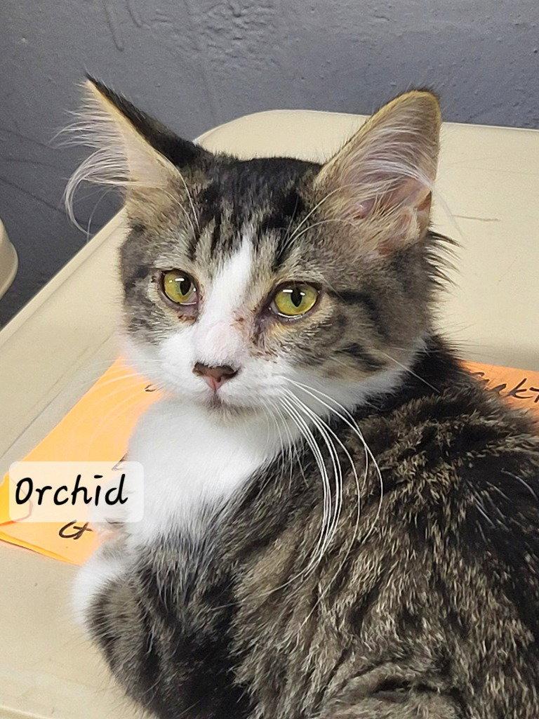 Orchid, a Adoptable Domestic Long Hair in Ellijay, GA image 3/3