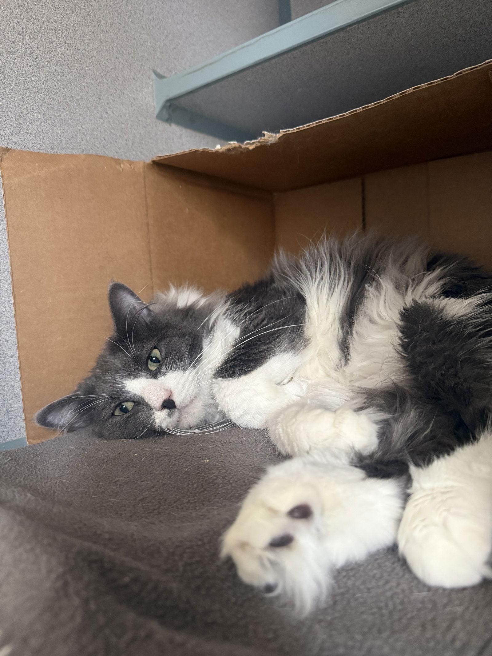 Martine, Adoptable, Adult Male Domestic Long Hair.