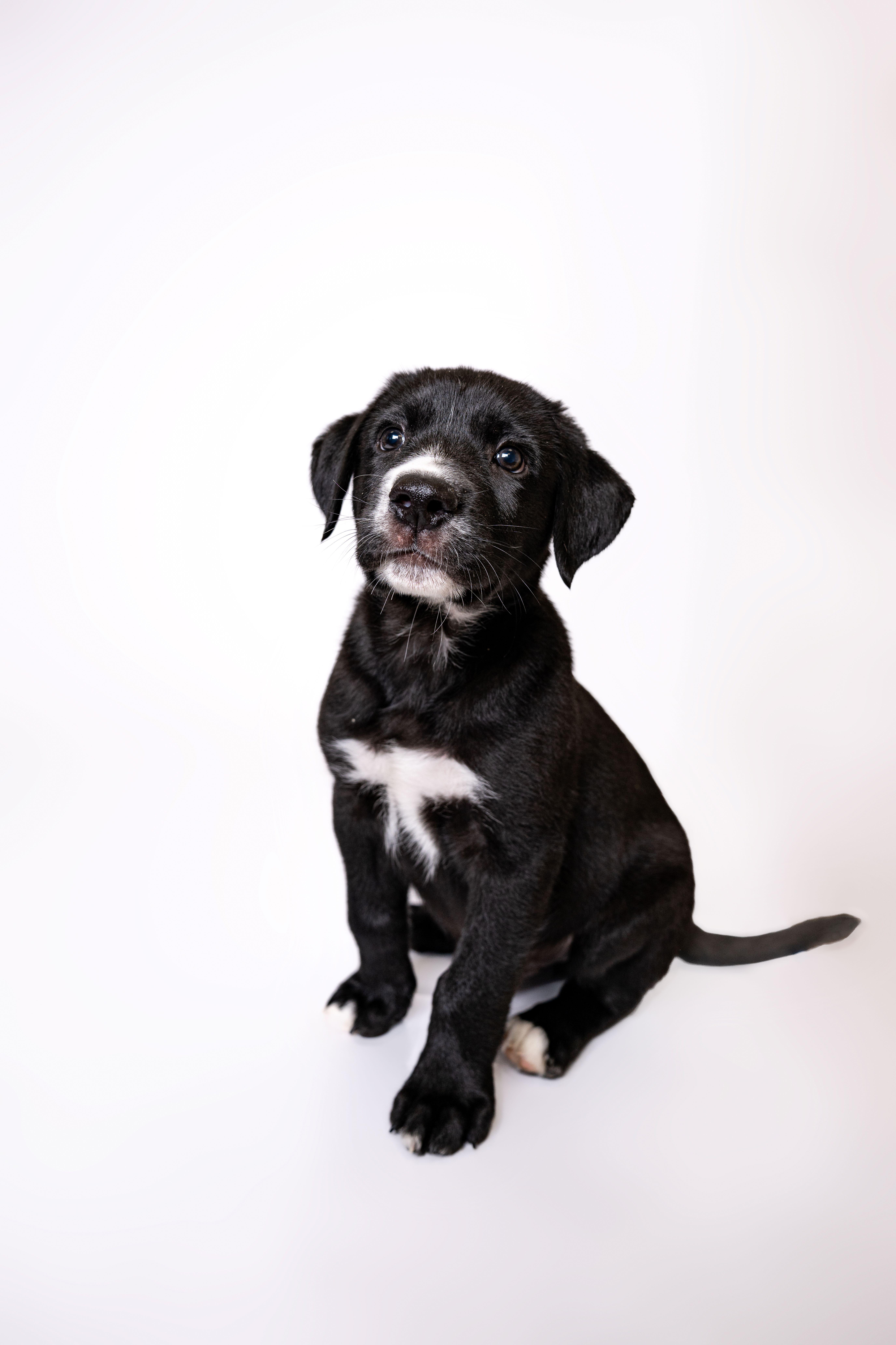 Bunco, a Adoptable mixed breed in Itasca, IL image 2/5