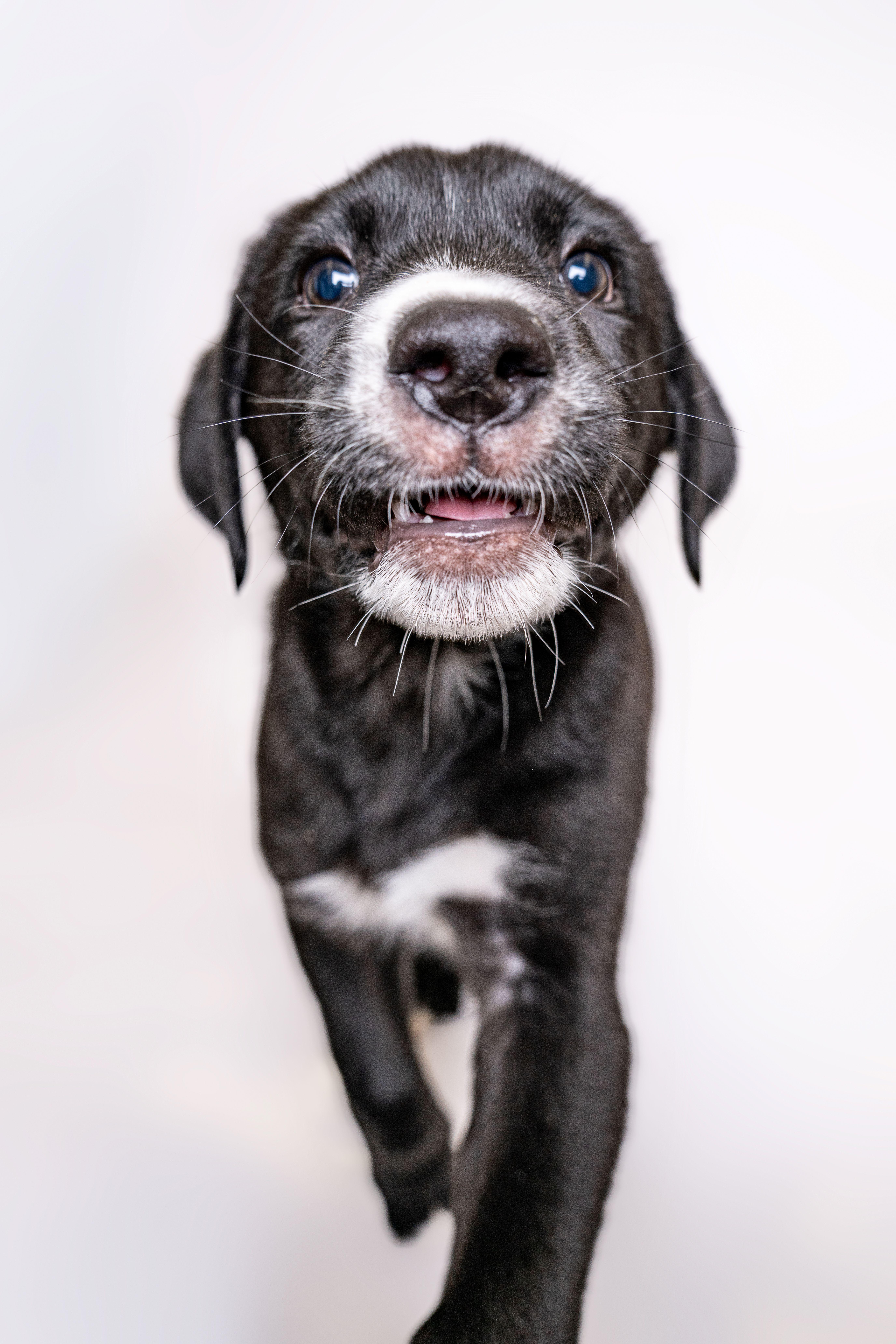 Bunco, a Adoptable mixed breed in Itasca, IL image 3/5