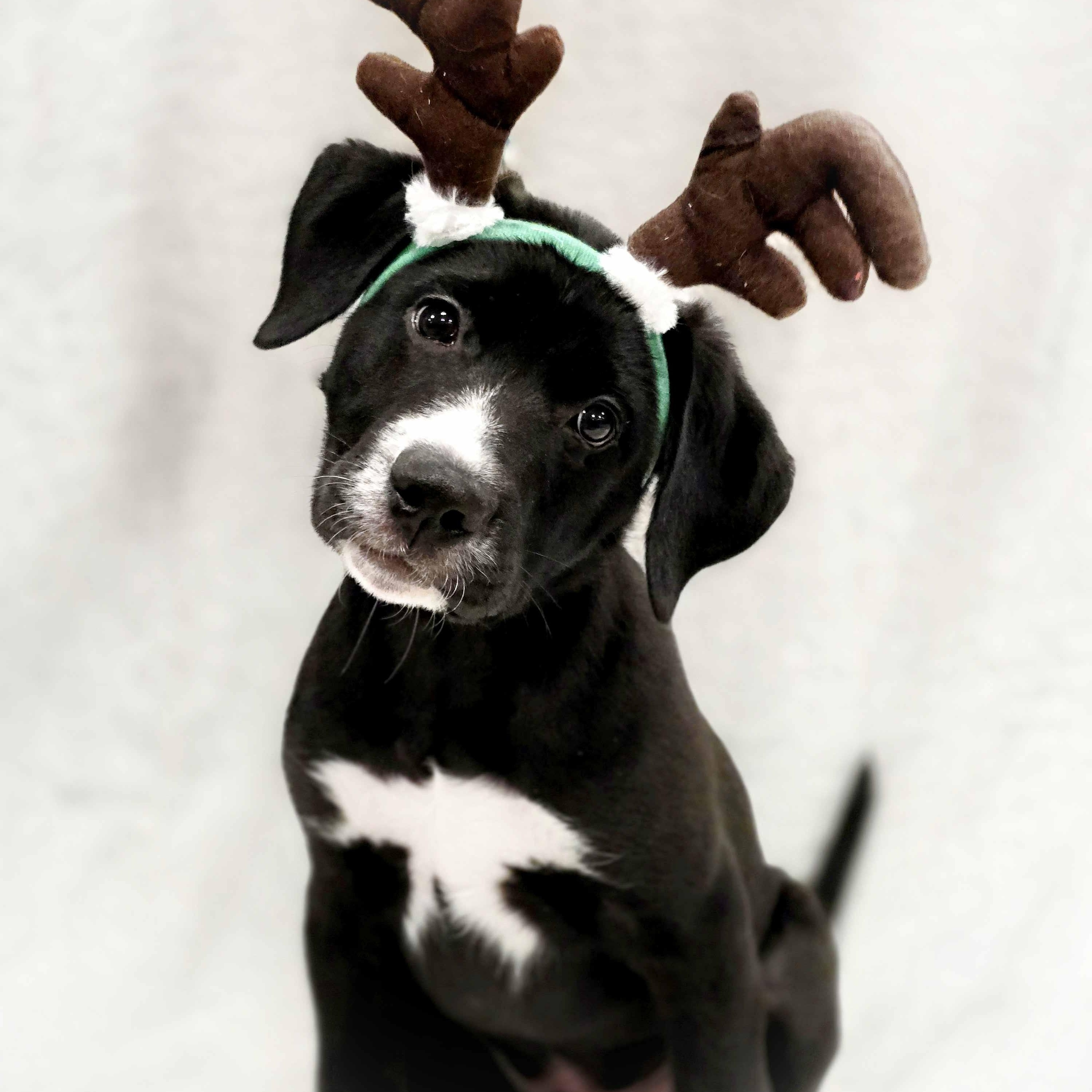 Enlarge Bunco, a Adoptable mixed breed in Itasca, IL image 2/3