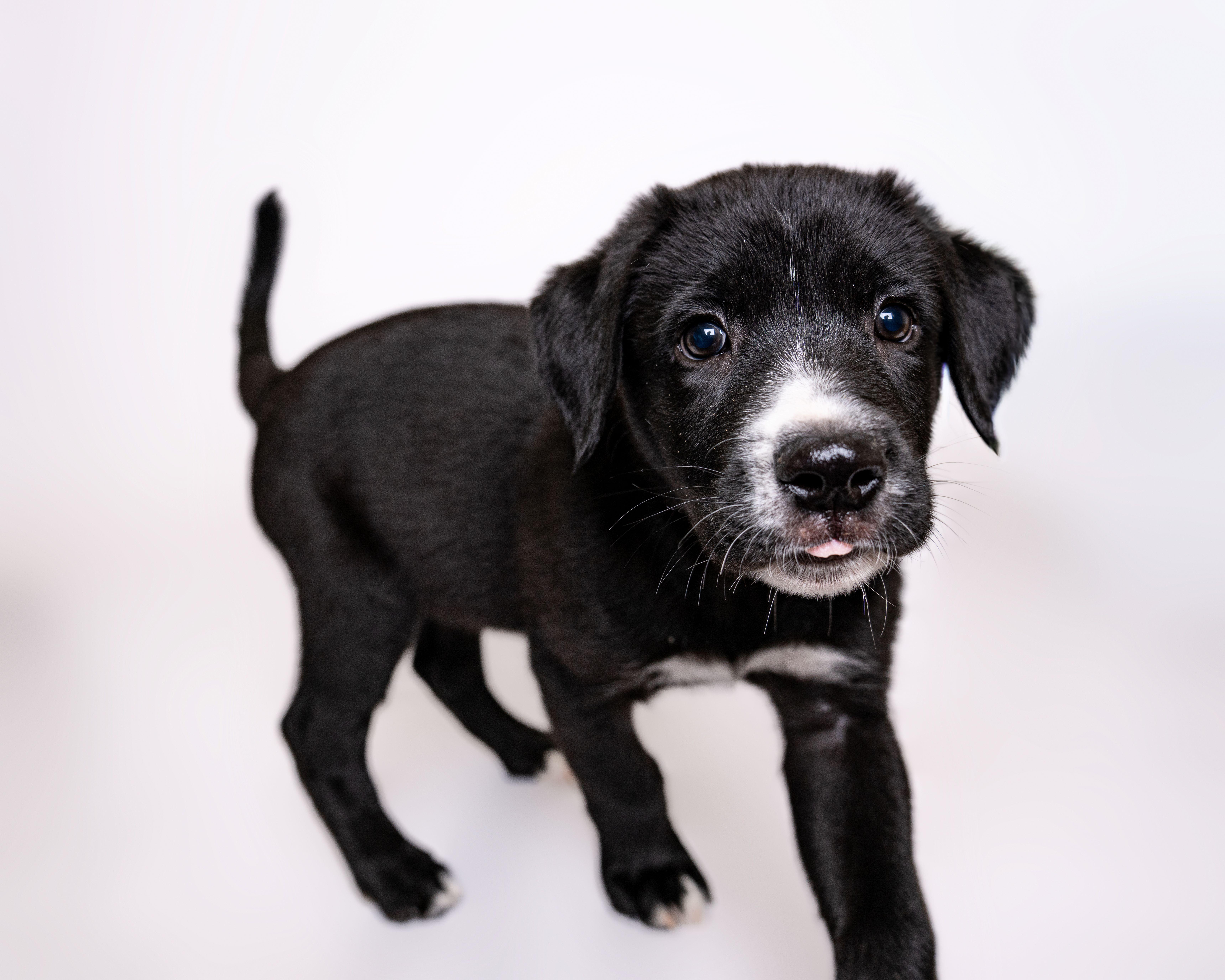 Bunco, a Adoptable mixed breed in Itasca, IL image 4/5