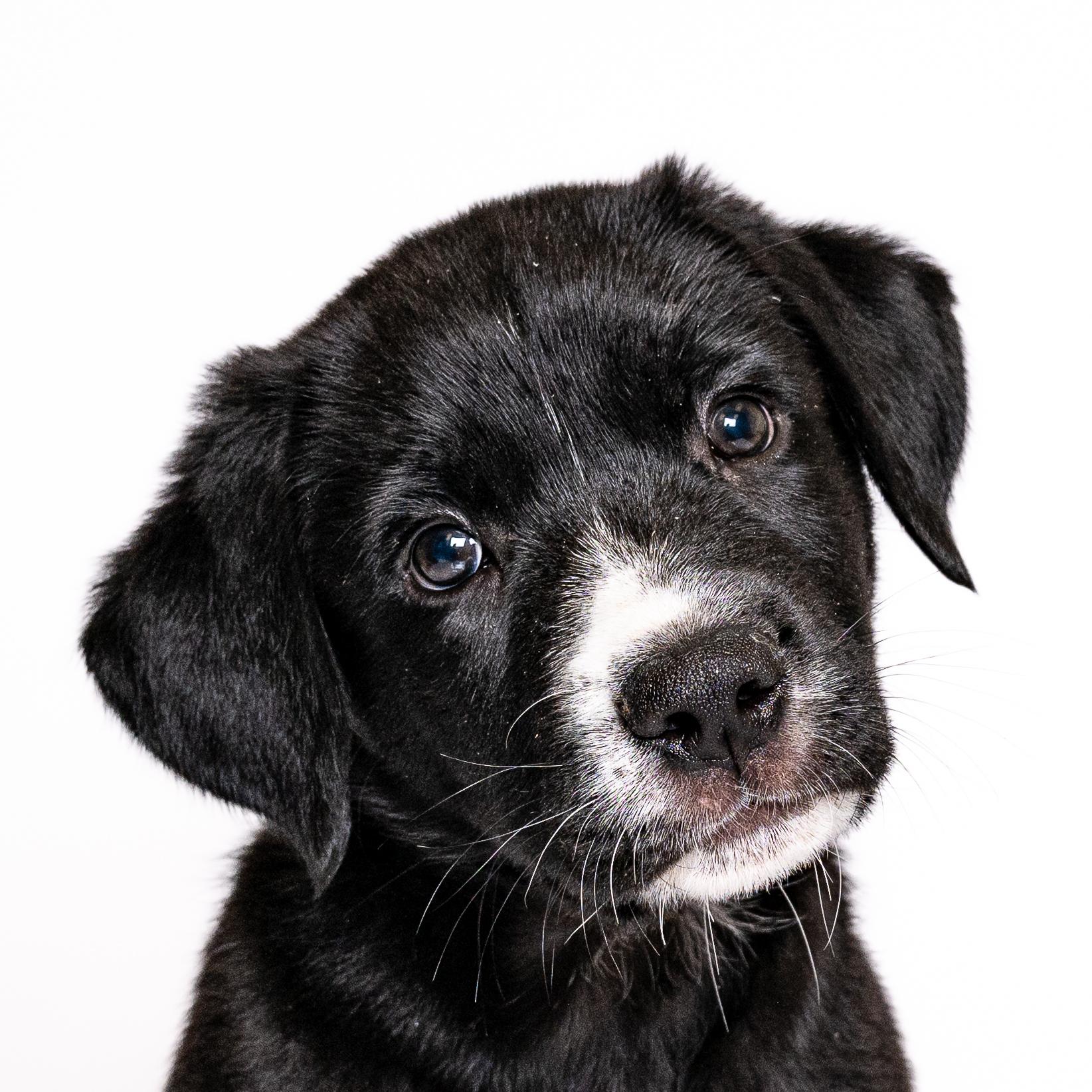 Bunco, a Adoptable mixed breed in Itasca, IL image 1/5