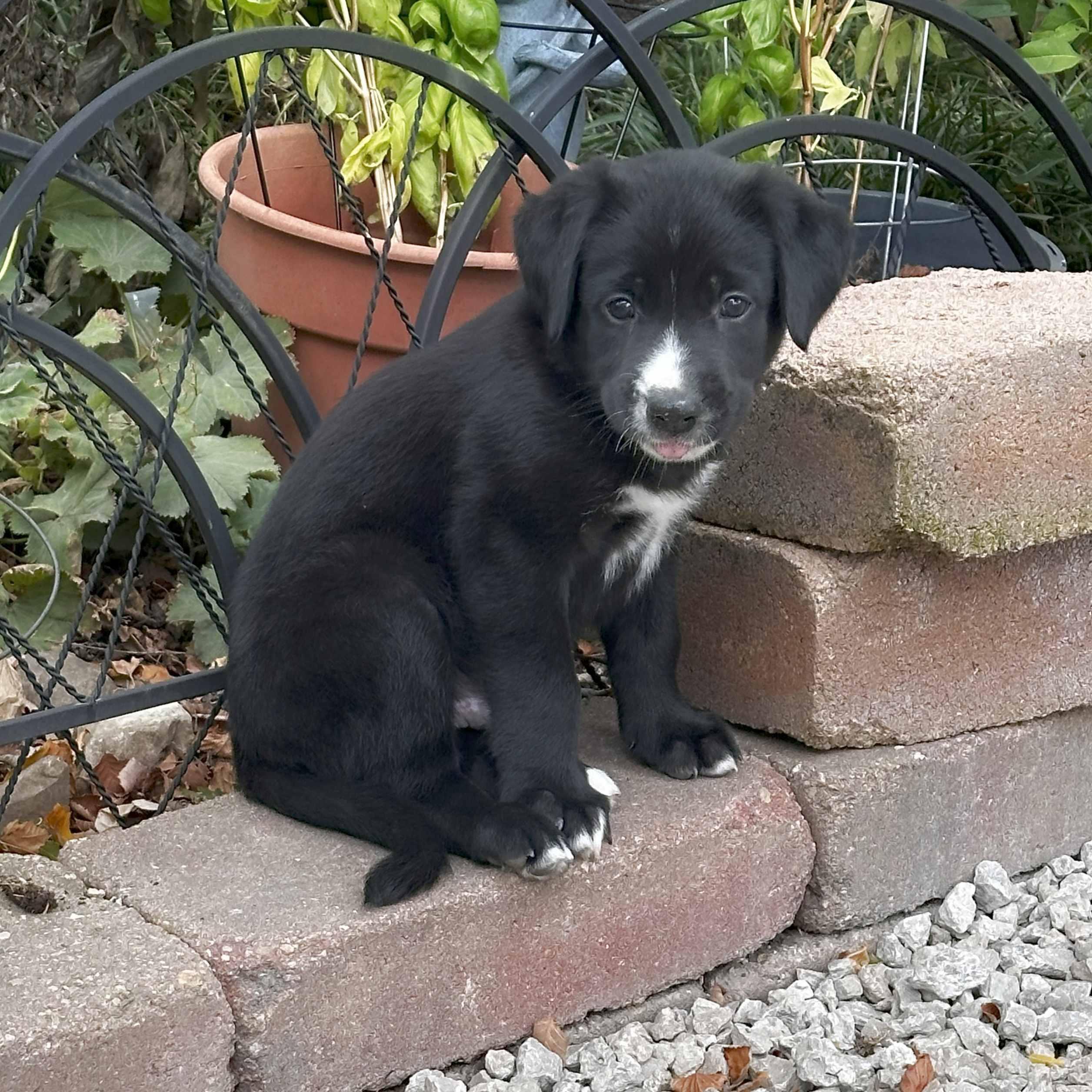 Bunco, a Adoptable mixed breed in Itasca, IL image 5/5