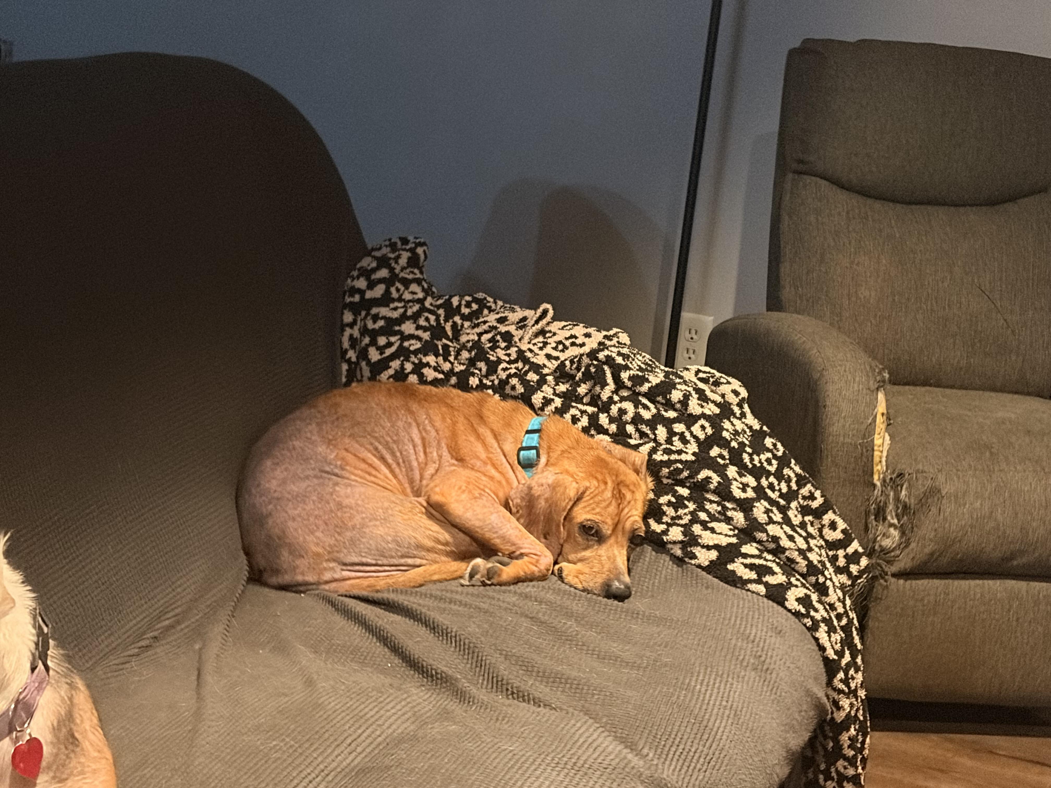 Enlarge Cinnabon, a Adoptable mixed breed in Byron, IL image 5/6
