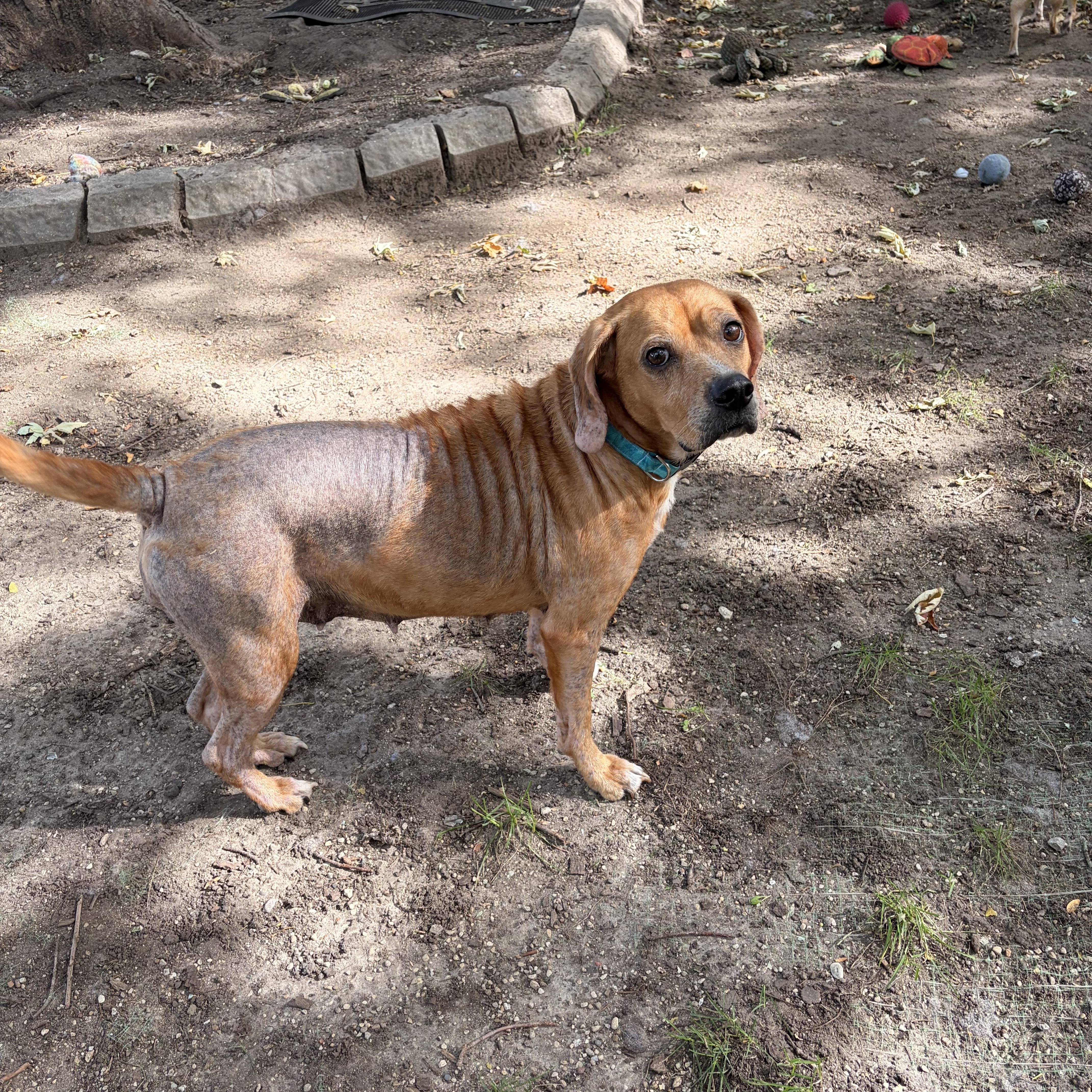 Enlarge Cinnabon, a Adoptable mixed breed in Byron, IL image 3/6
