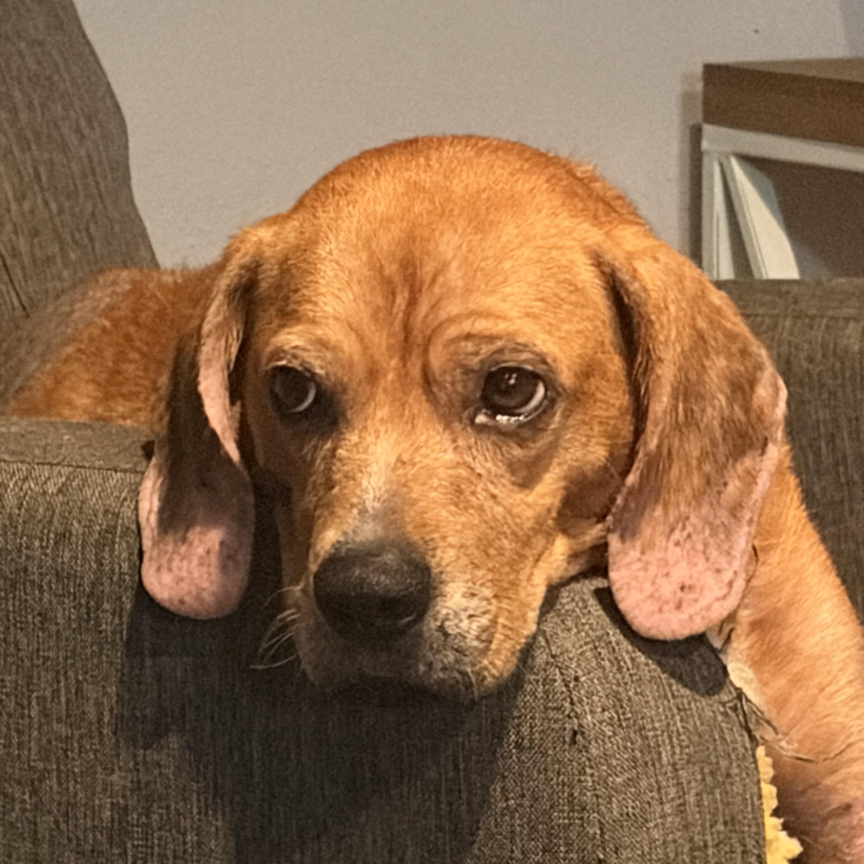 Enlarge Cinnabon, a Adoptable mixed breed in Byron, IL image 2/6