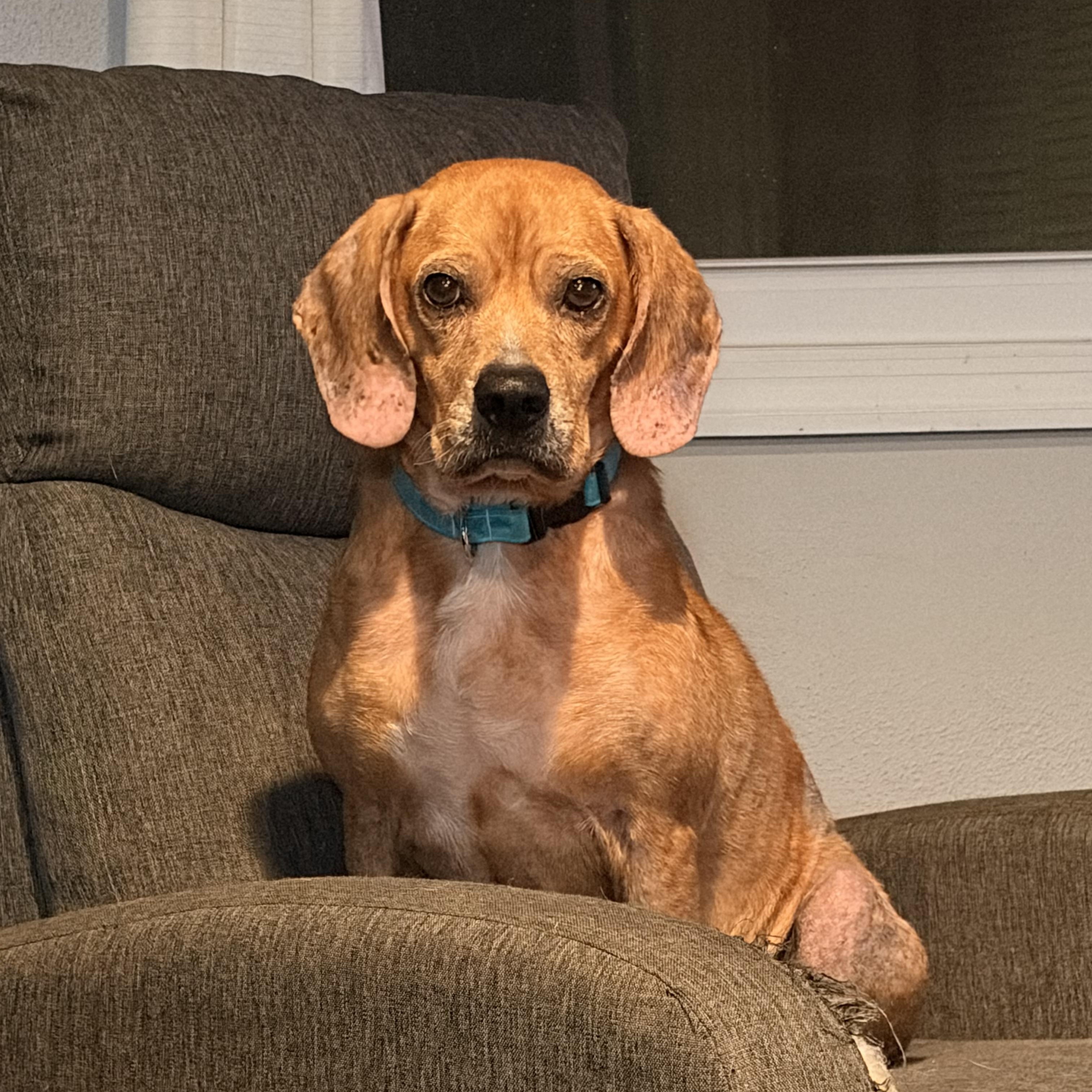 Cinnabon, Adoptable, Adult Female Beagle.