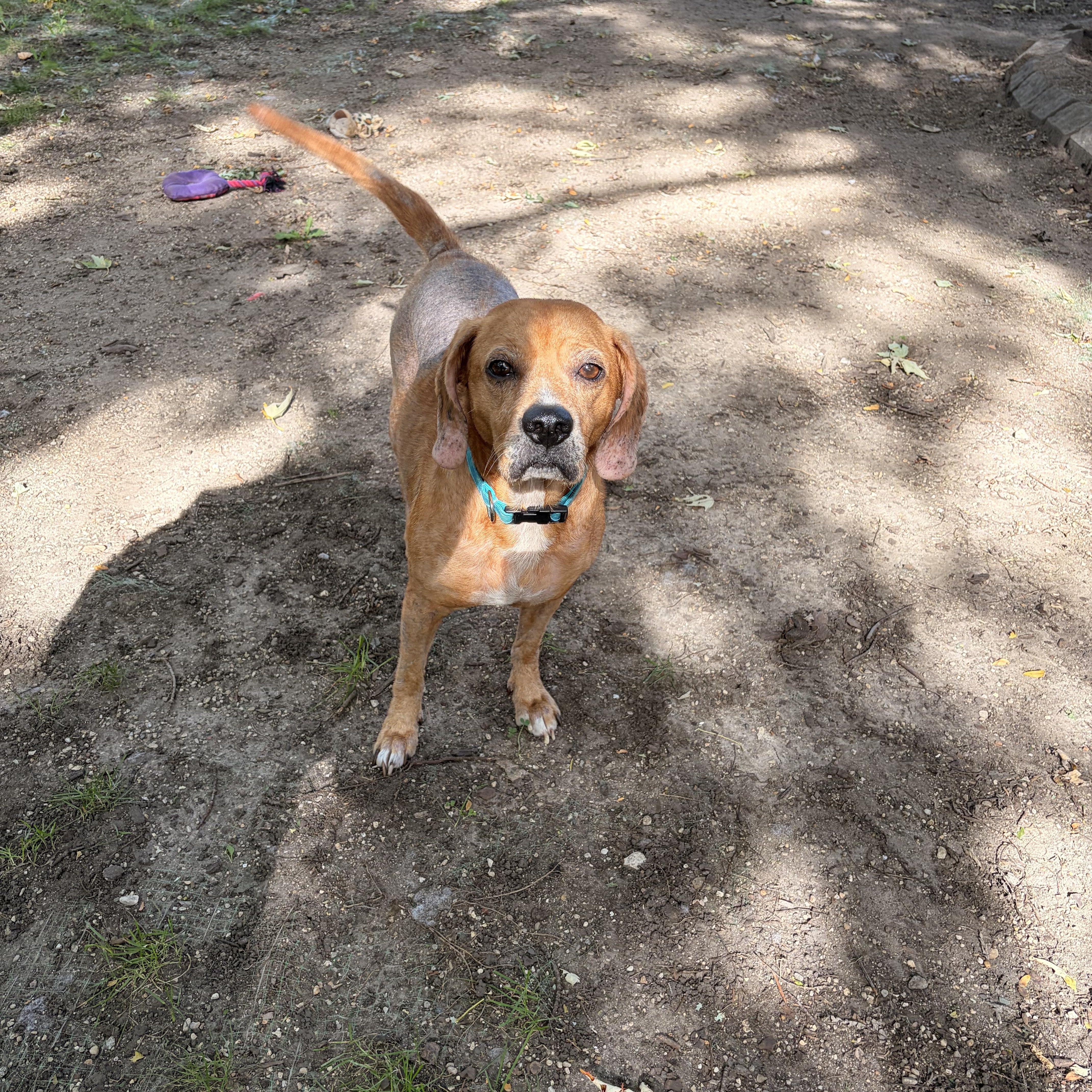 Enlarge Cinnabon, a Adoptable mixed breed in Byron, IL image 4/6