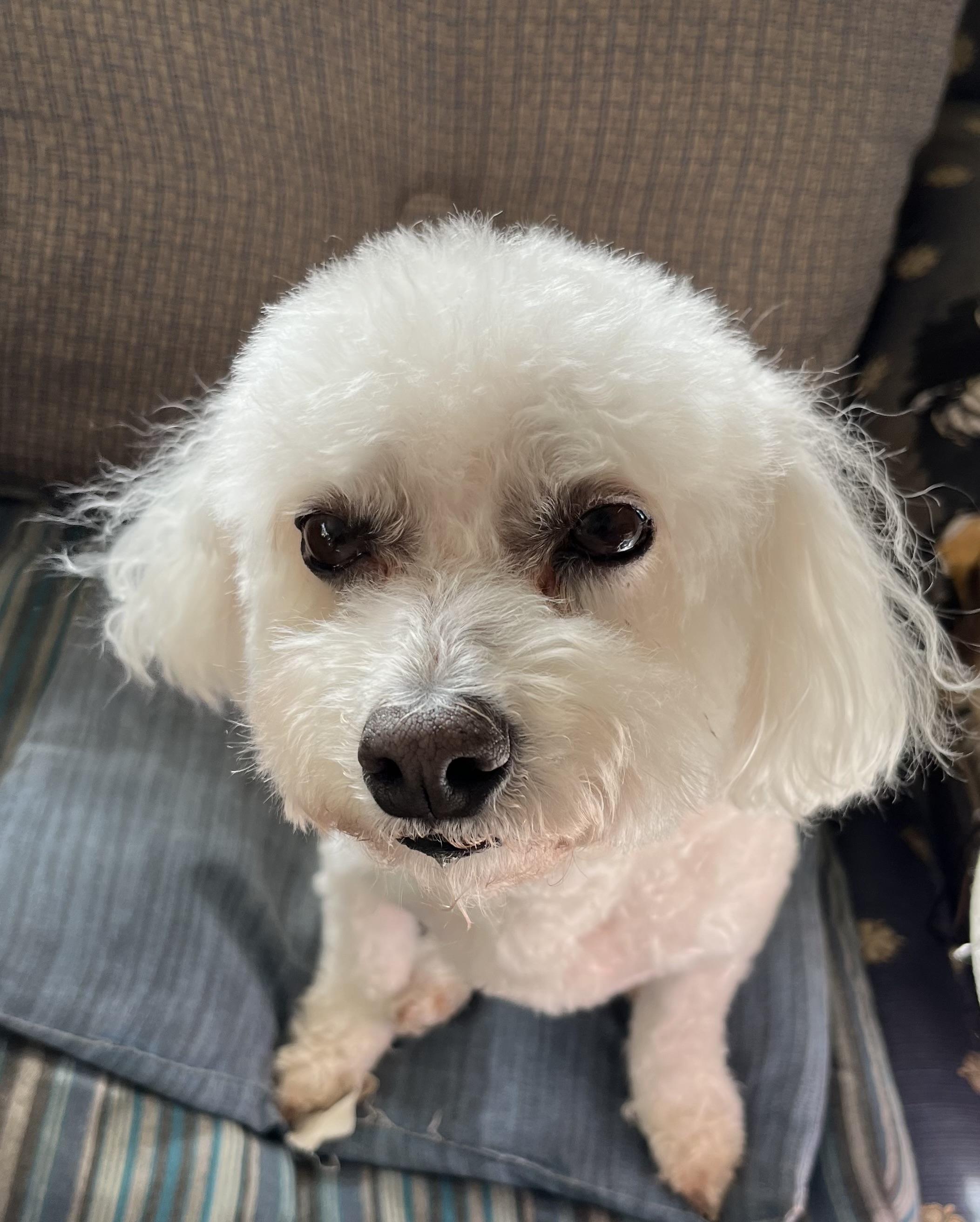 Holly, an adopted Bichon Frise in Mission Viejo, CA image 4/4