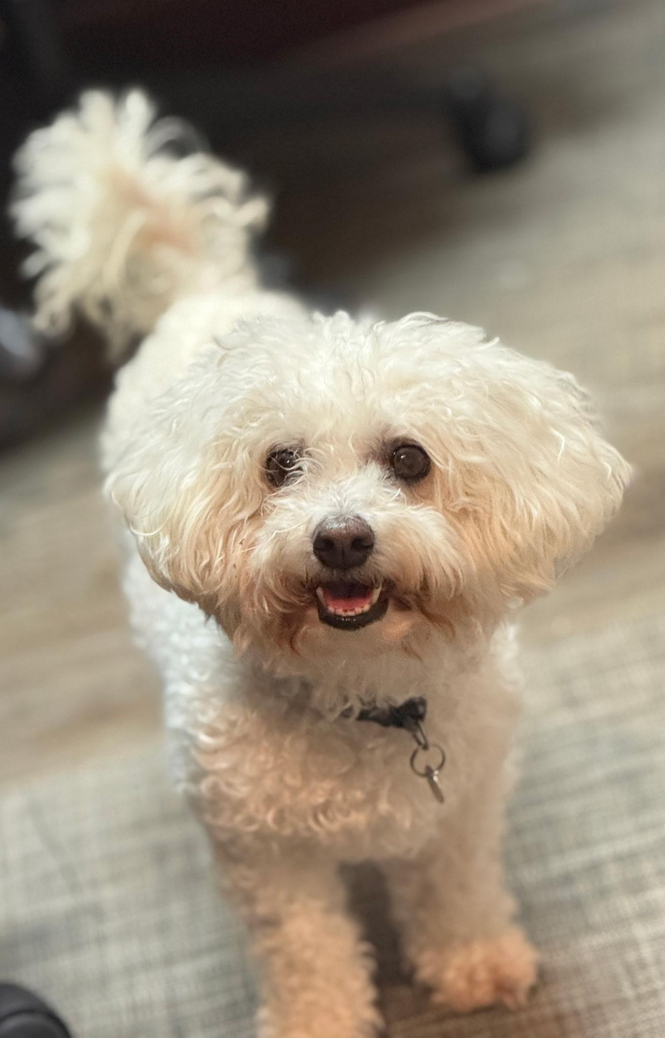 Holly, an adopted Bichon Frise in Mission Viejo, CA image 1/4