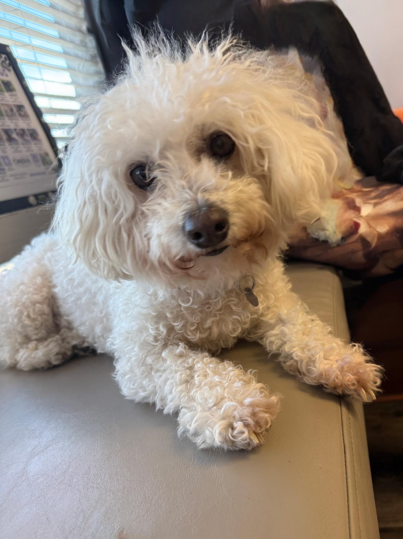 Holly, an adopted Bichon Frise in Mission Viejo, CA image 2/4