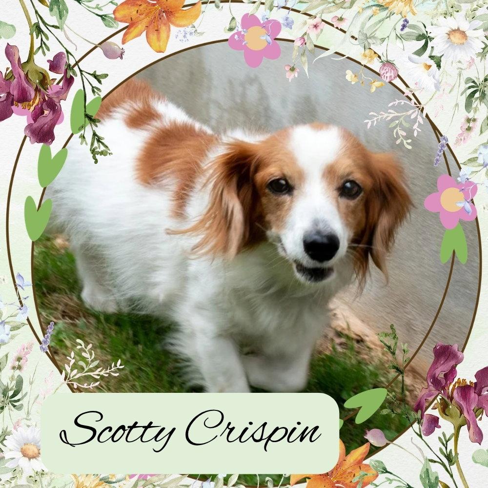 Scotty Crispin, Adoptable, Adult Male Dachshund.