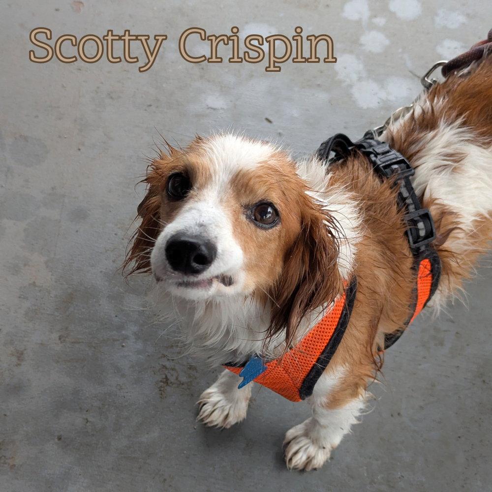 Enlarge Scotty Crispin, a Adoptable Dachshund in San Antonio, TX image 1/3