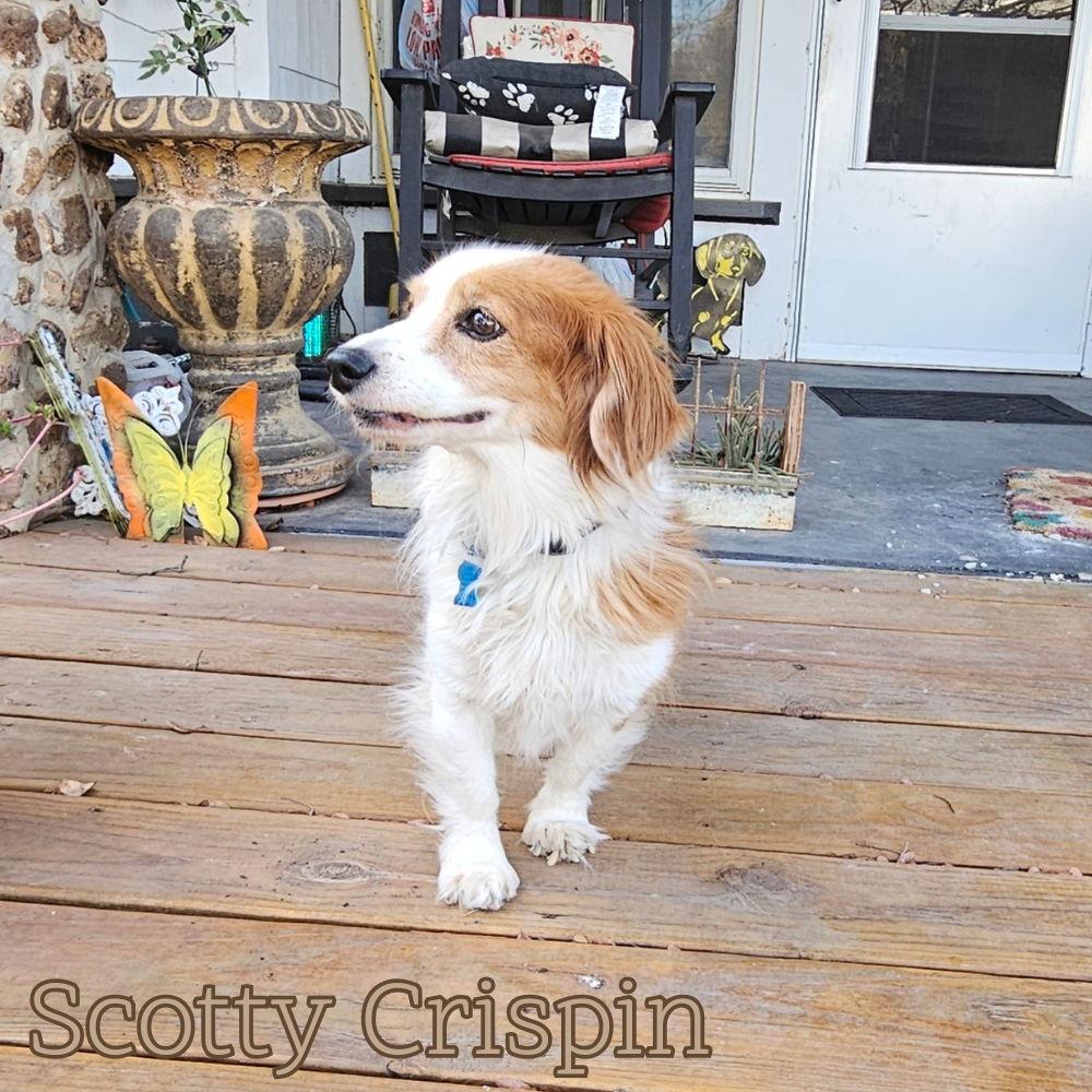 Enlarge Scotty Crispin, a Adoptable Dachshund in San Antonio, TX image 1/3