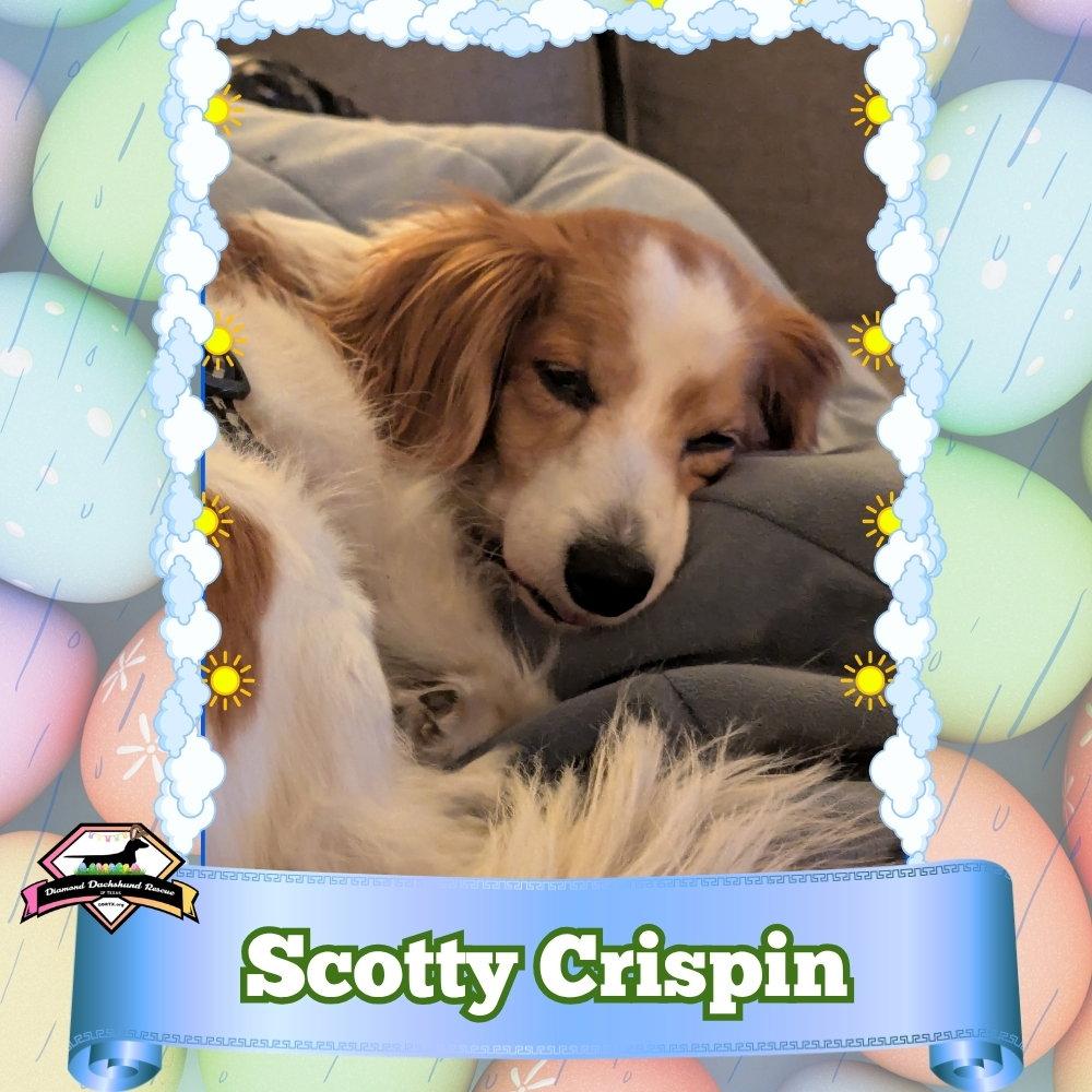Enlarge Scotty Crispin, a Adoptable Dachshund in San Antonio, TX image 2/3