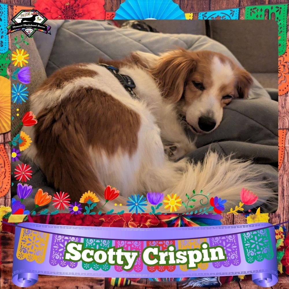 Enlarge Scotty Crispin, a Adoptable Dachshund in San Antonio, TX image 2/3