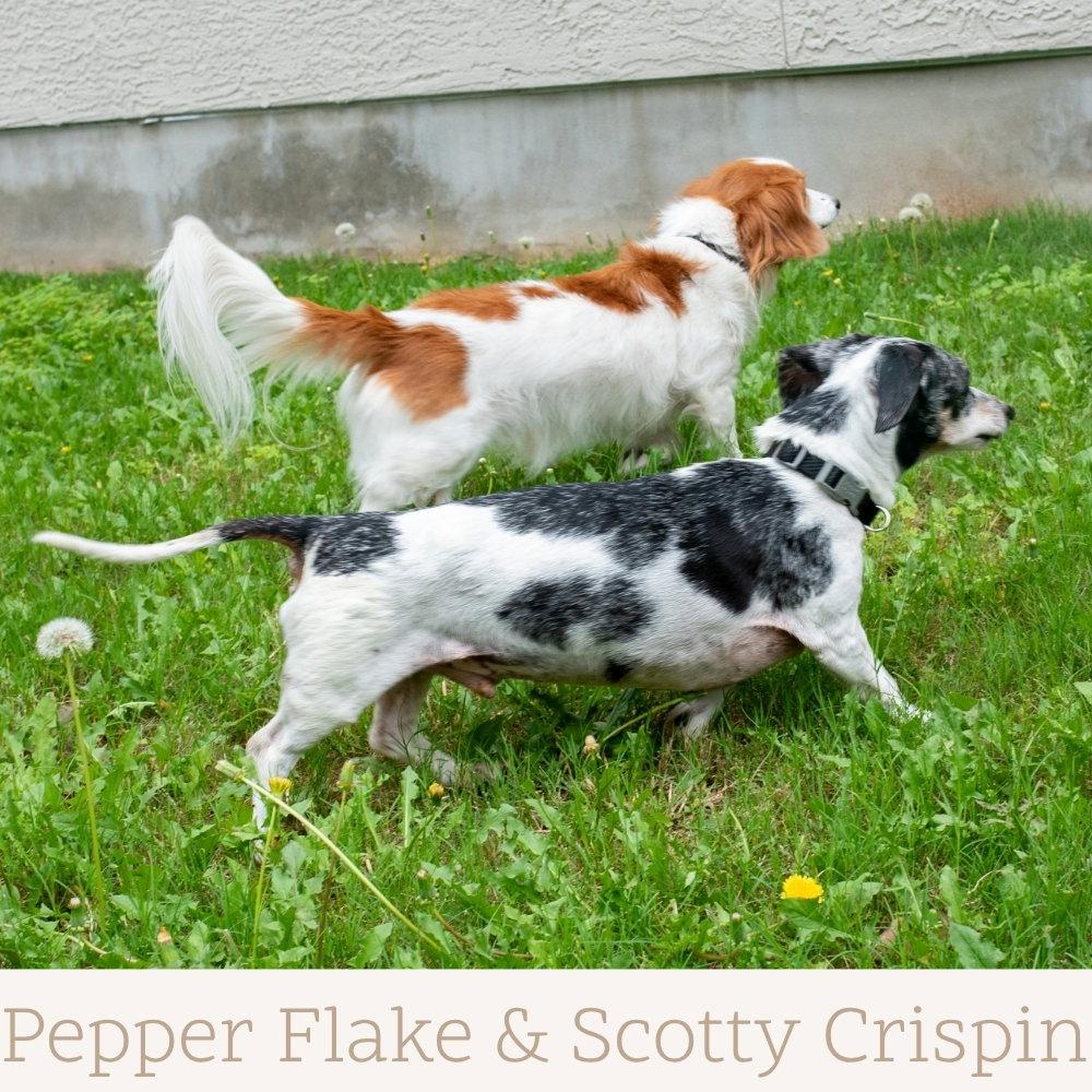 Enlarge Scotty Crispin, a Adoptable Dachshund in San Antonio, TX image 2/3