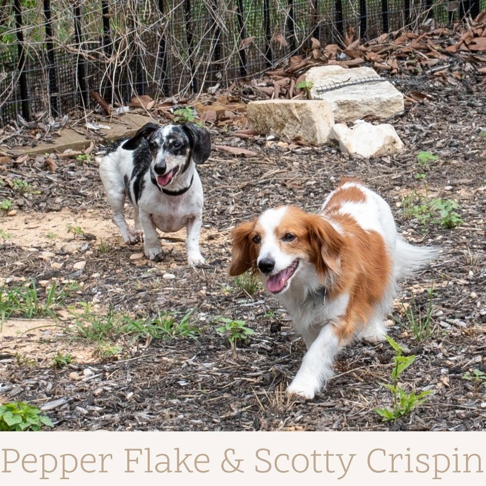 Enlarge Scotty Crispin, a Adoptable Dachshund in San Antonio, TX image 3/3
