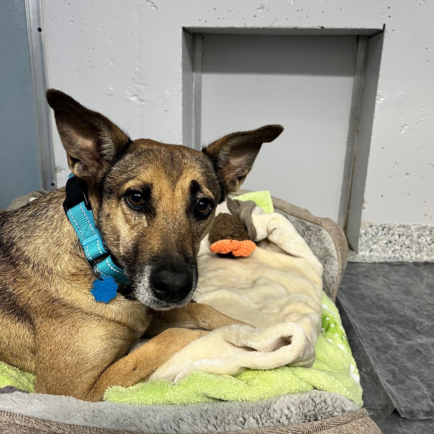 Enlarge Quinn, a ADOPTABLE Labrador Retriever in Scituate, MA image 1/1