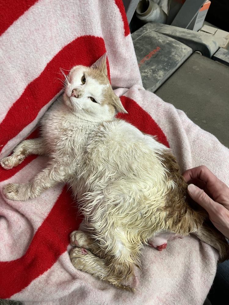 Bowie, Adoptable, Adult Male Domestic Short Hair.