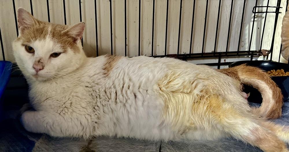 Bowie, Adoptable, Adult Male Domestic Short Hair.