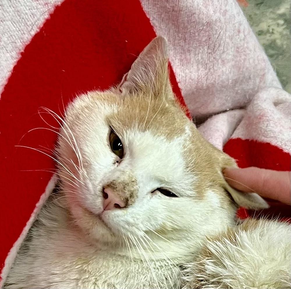 Enlarge Bowie, a Adoptable mixed breed in Franklin, WV image 2/2