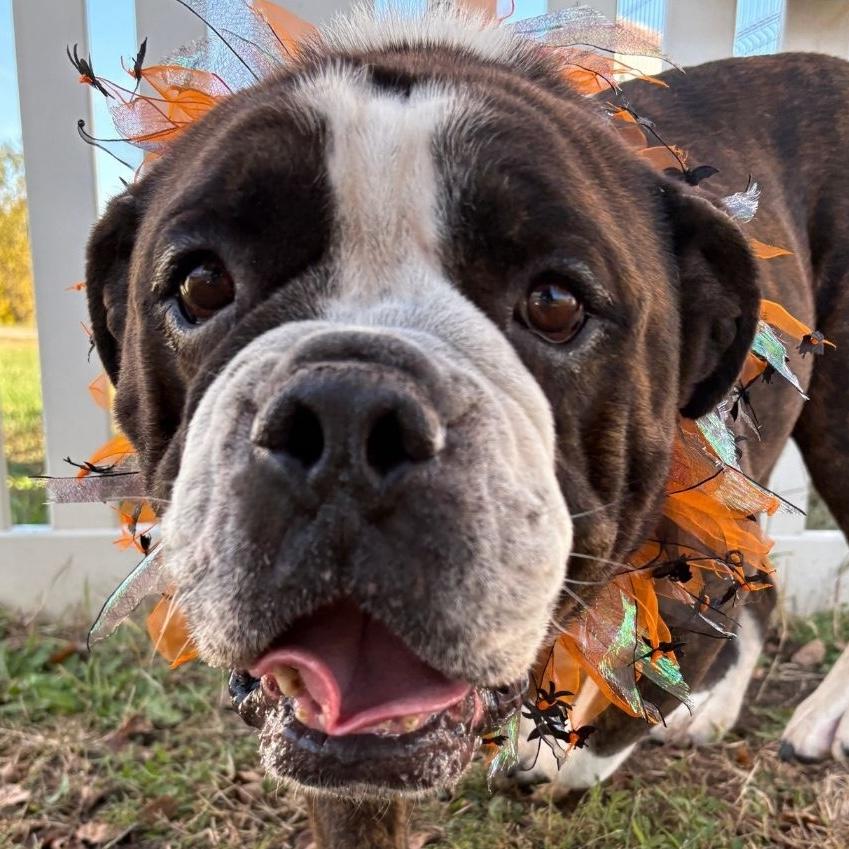 Brutus, Adoptable, Adult Male Bulldog.
