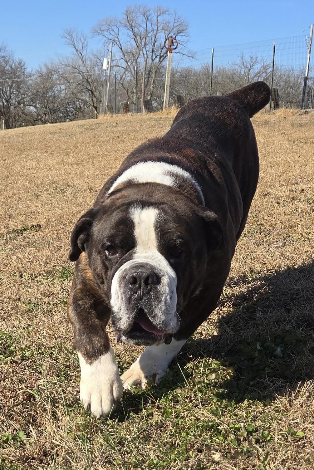 Enlarge Brutus, a Adoptable Bulldog in Auburn, NE image 3/4