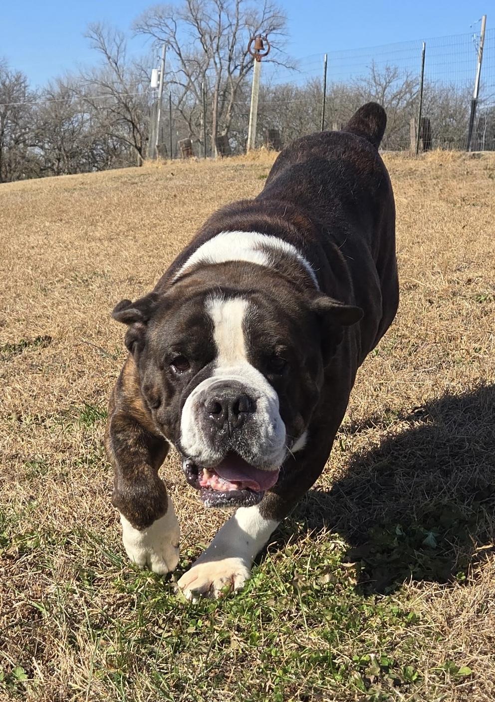Enlarge Brutus, a Adoptable Bulldog in Auburn, NE image 2/4