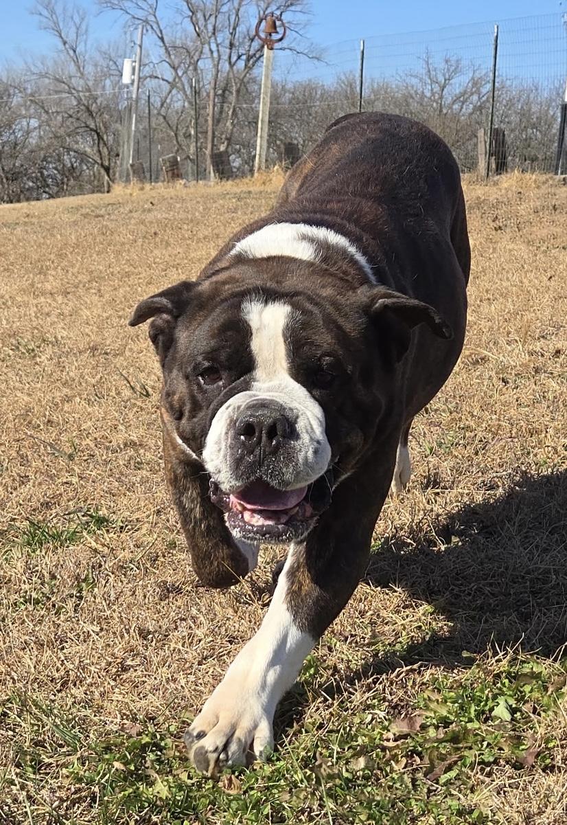Enlarge Brutus, a Adoptable Bulldog in Auburn, NE image 4/4