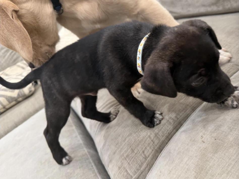 Enlarge Lightning , an adopted mixed breed in Cedarburg, WI image 3/3