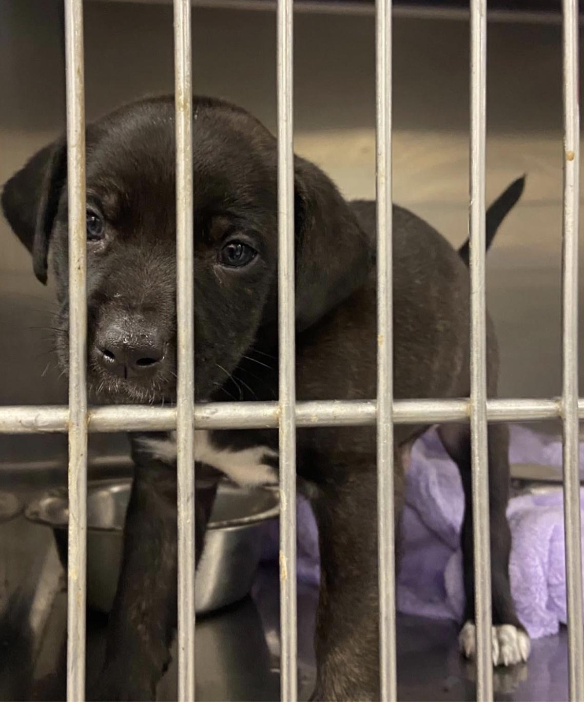 Enlarge Lightning , an adopted mixed breed in Cedarburg, WI image 2/3