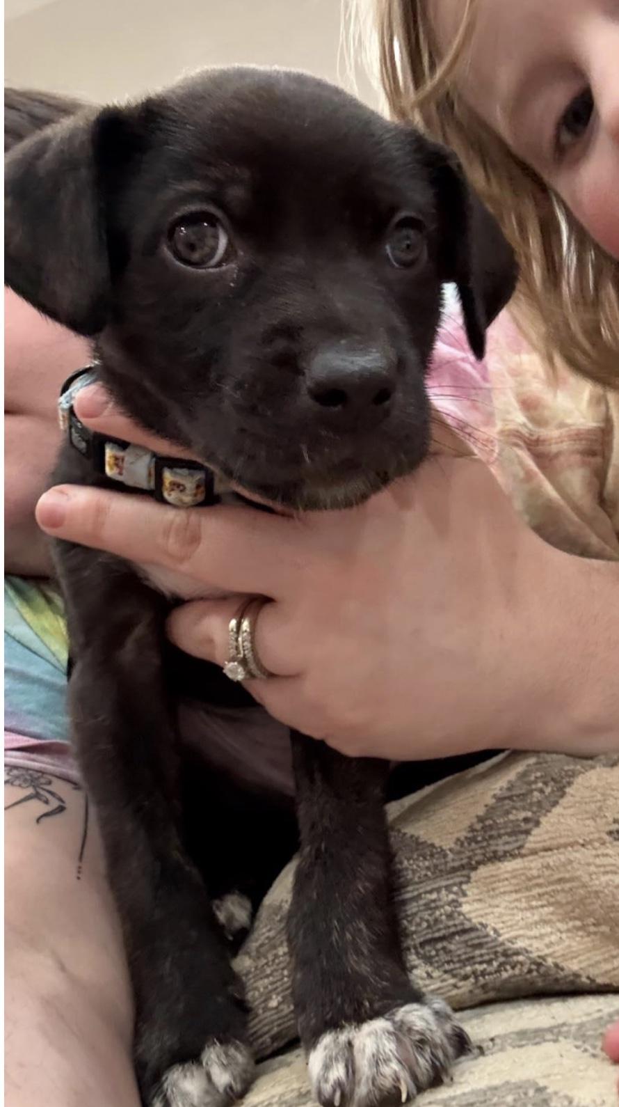 Lightning , adopted, Puppy Male Black Labrador Retriever & Mixed Breed.