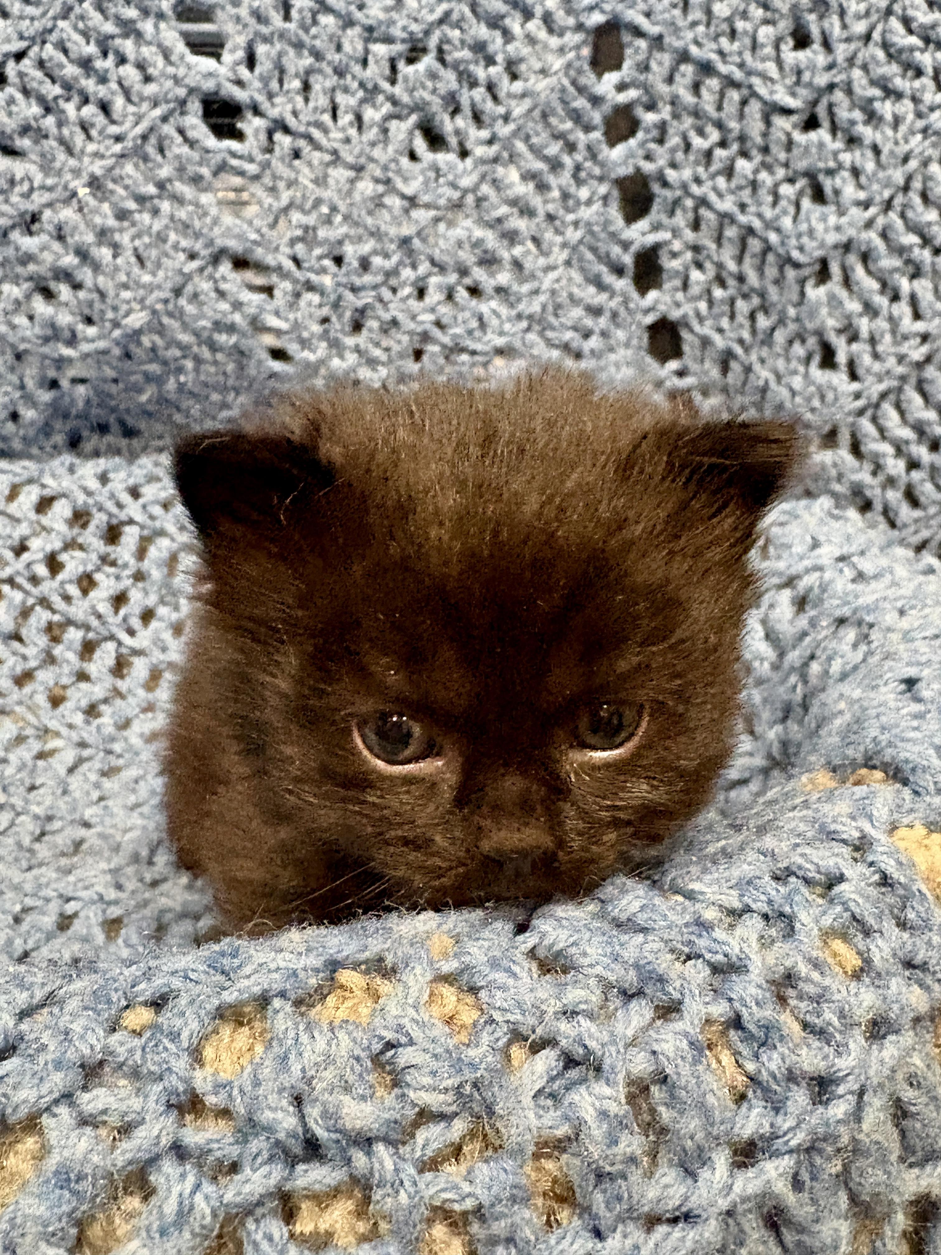 ANDREW, an adopted Domestic Short Hair in Tillsonburg, ON image 6/6
