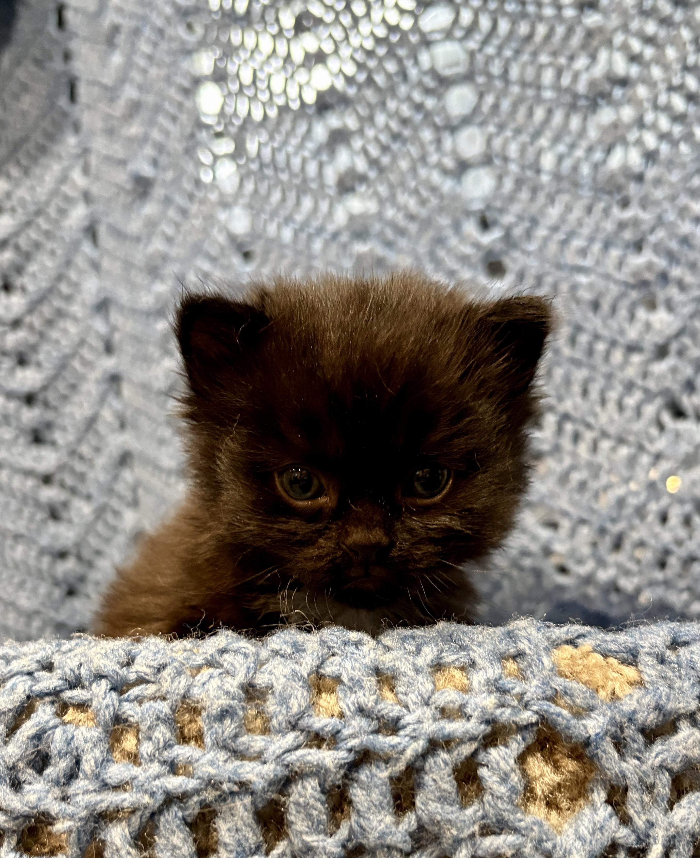 ANDREW, an adopted Domestic Short Hair in Tillsonburg, ON image 5/6